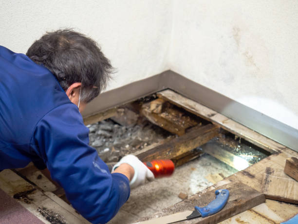 Best Affordable Mold Removal  in Leipsic, OH