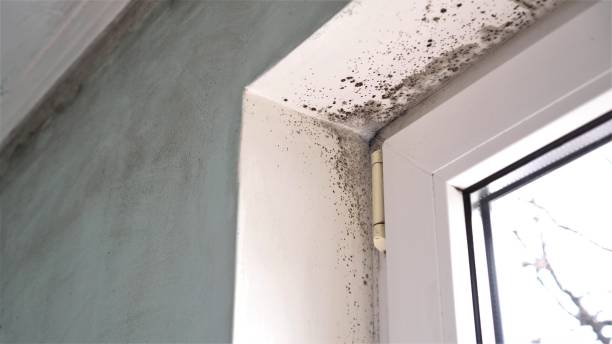 Best Mold Removal Specialists  in Leipsic, OH