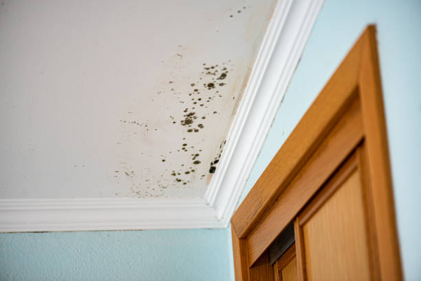 Best Same-Day Mold Removal  in Leipsic, OH