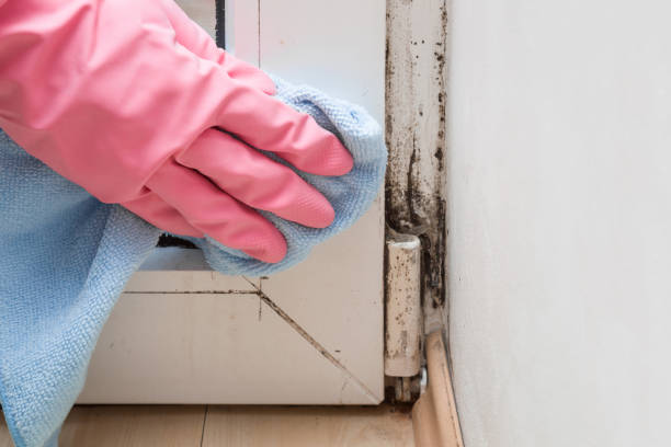 Best Best Mold Removal Companies  in Leipsic, OH