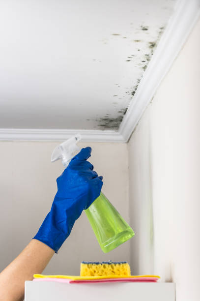 Best Certified Mold Removal  in Leipsic, OH