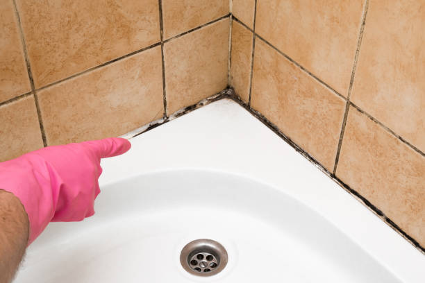 Best Fast Mold Removal  in Leipsic, OH